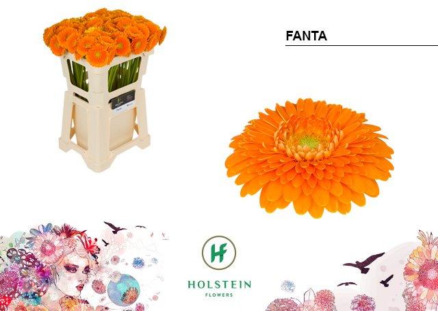 Срезанные цветы оптом Germini gerponi fanta от 80шт из Голландии с доставкой по России