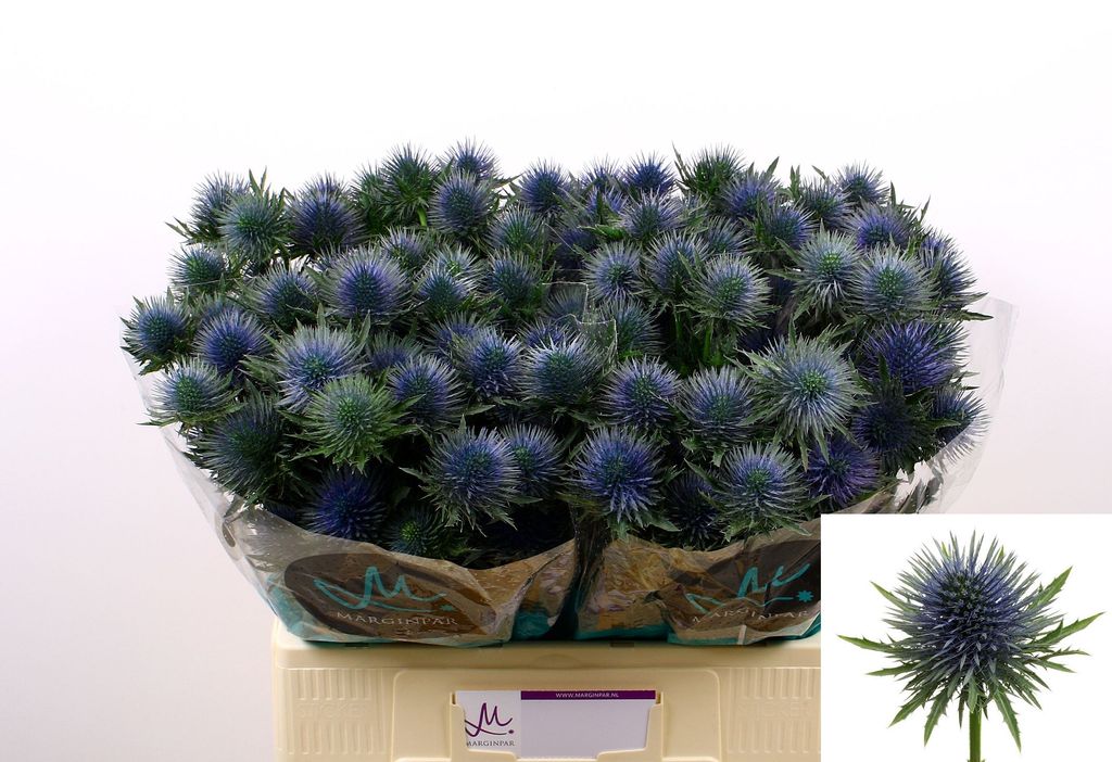 Срезанные цветы оптом Eryngium magnetar от 30шт.. из Голландии с доставкой по России