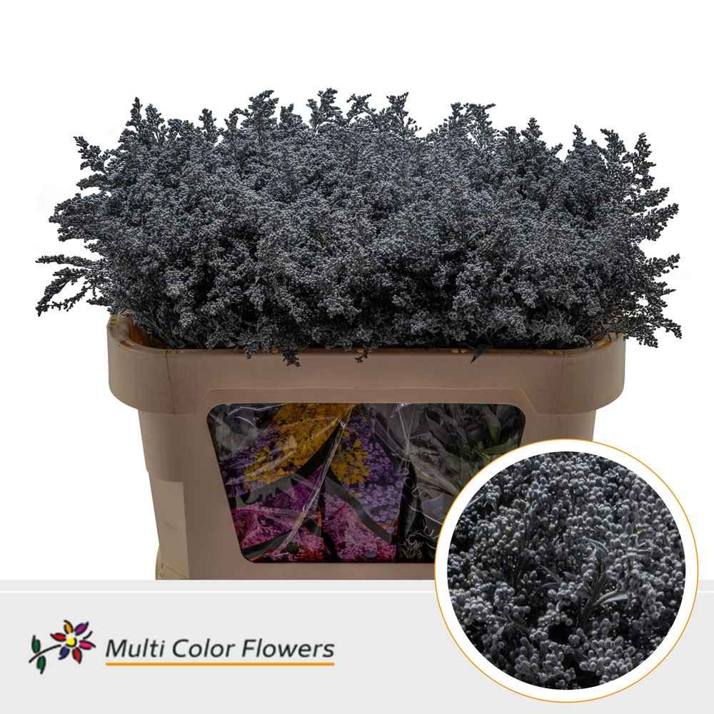 Срезанные цветы оптом Solidago paint grey от 100шт из Голландии с доставкой по России