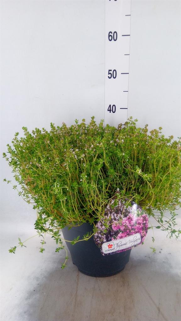 Горшечные цветы и растения оптом Thymus Vulgaris от 1шт из Голландии с доставкой по России
