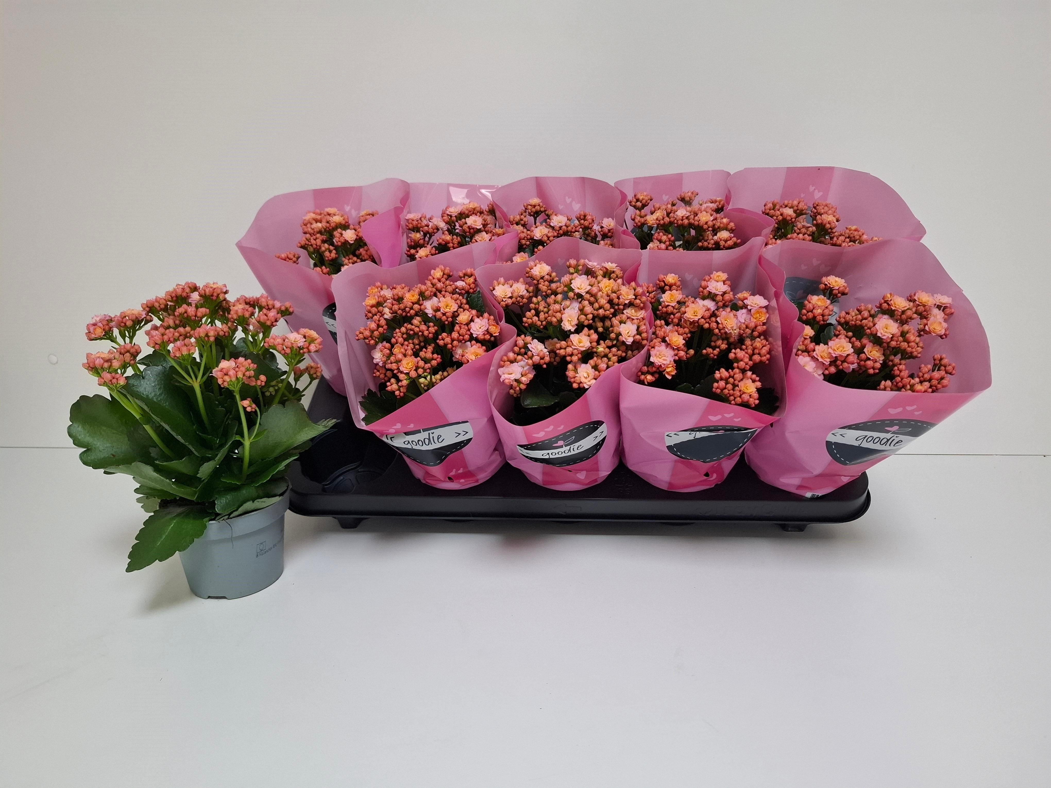 Горшечные цветы и растения оптом Kal Ge Perfecta Pink от 10шт из Голландии с доставкой по России