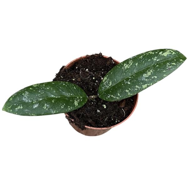 Горшечные цветы и растения оптом Hoya Sp Aceh от 1шт из Голландии с доставкой по России