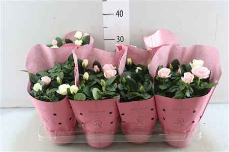 Горшечные цветы и растения оптом Rosa Maxima Duo X8 от 8шт из Голландии с доставкой по России