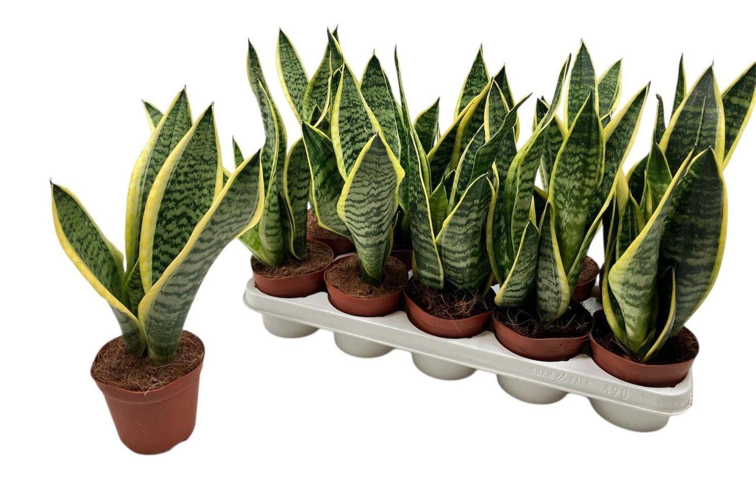 Горшечные цветы и растения оптом Sansev Futura Superb от 10шт' из Голландии с доставкой по России