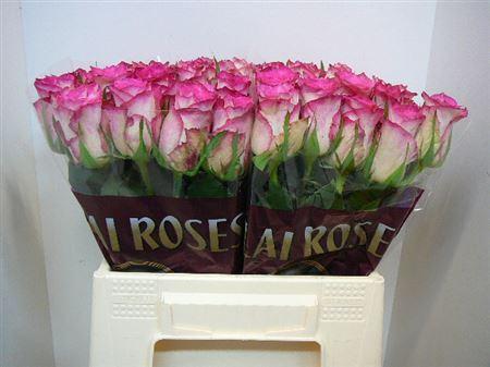 Срезанные цветы оптом Rosa large double date! от 340шт из Голландии с доставкой по России