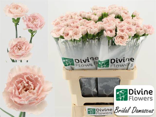 Срезанные цветы оптом Dianthus st bridal damascu от 80шт из Голландии с доставкой по России