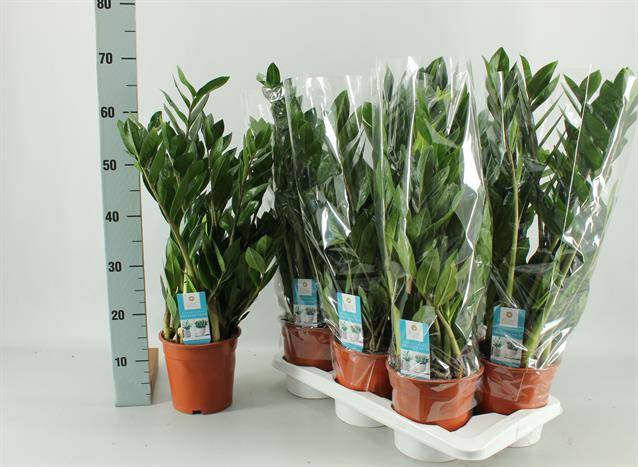 Горшечные цветы и растения оптом Zamioculcas 5+ от 6шт из Голландии с доставкой по России