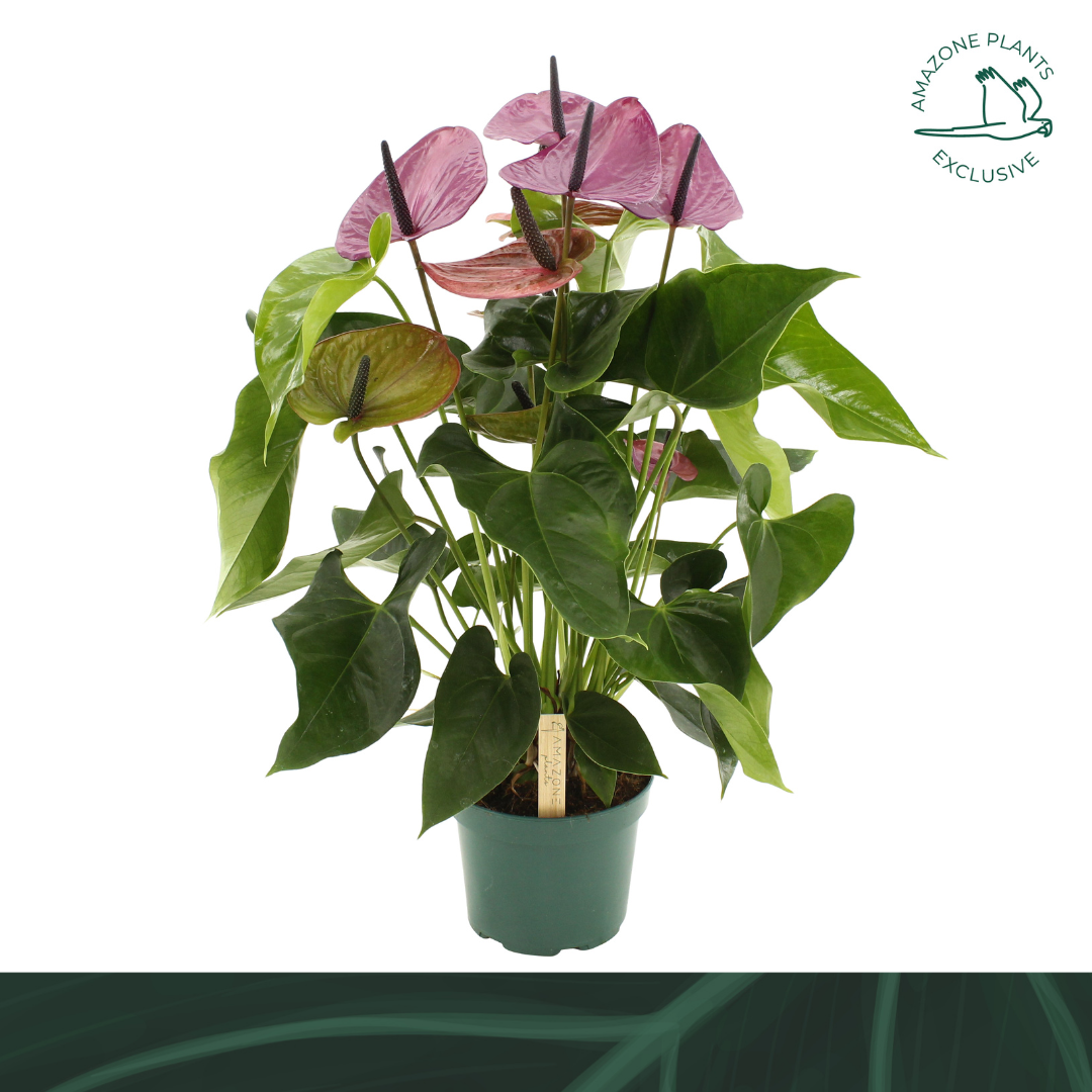 Горшечные цветы и растения оптом Anth An Louisiana 6+ (amazone) от 6шт из Голландии с доставкой по России