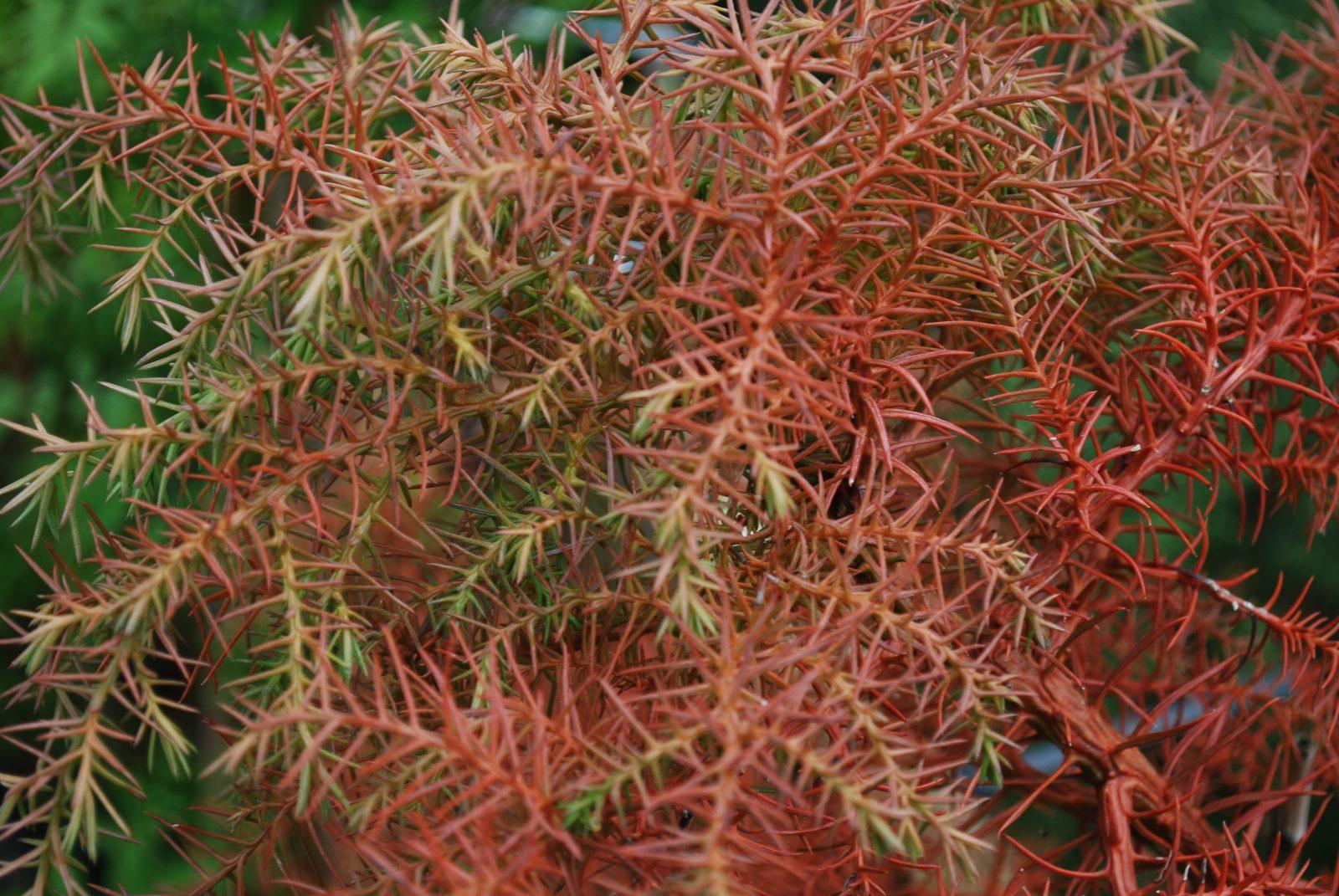 Срезанные цветы оптом Cryptomeria elegans от 5шт из Голландии с доставкой по России