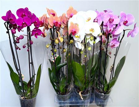 Горшечные цветы и растения оптом Phal El Cascade 2 Branche 16+ 50cm. от 6шт из Голландии с доставкой по России