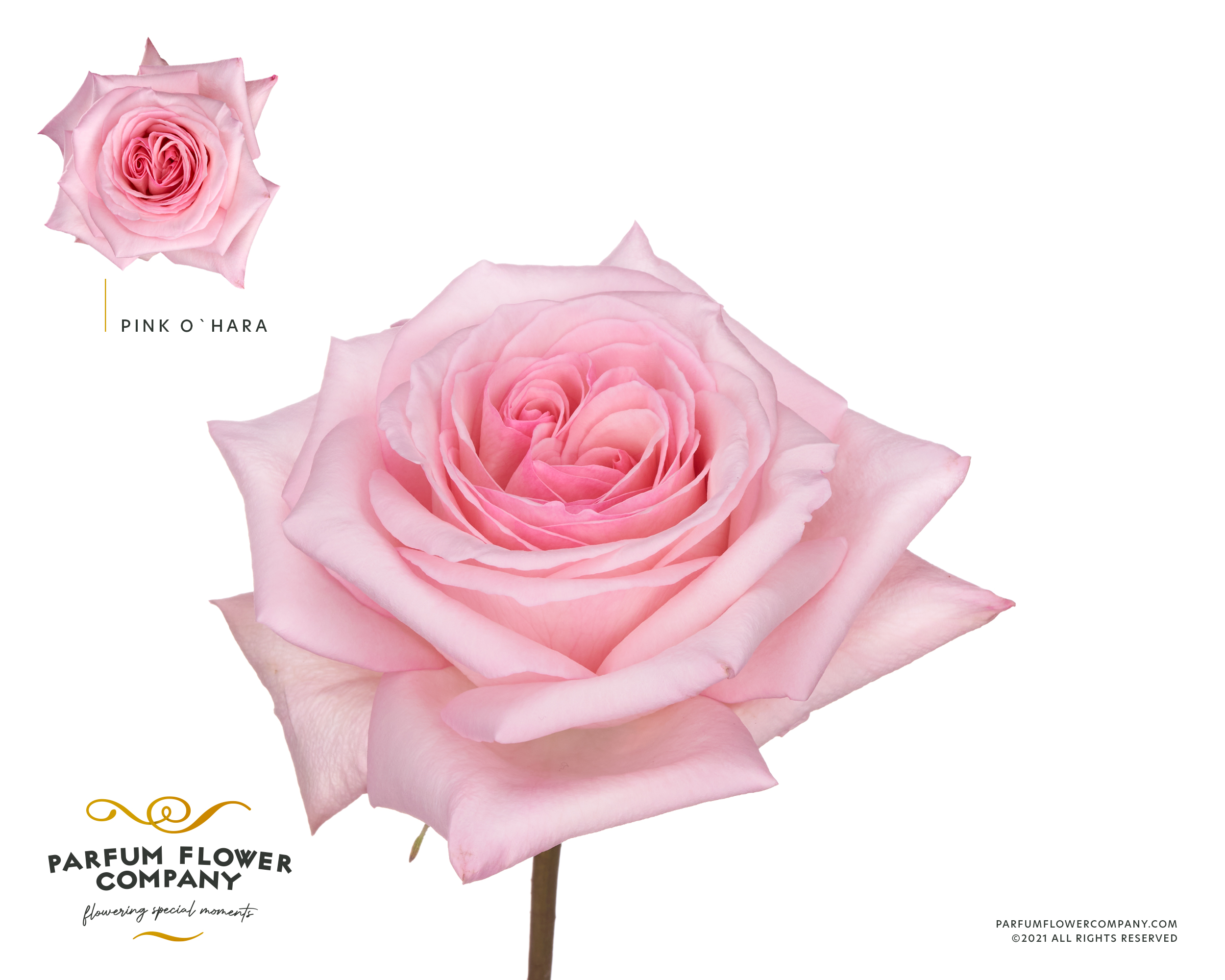 Срезанные цветы оптом Rosa garden pink ohara (scented) от 24шт из Голландии с доставкой по России