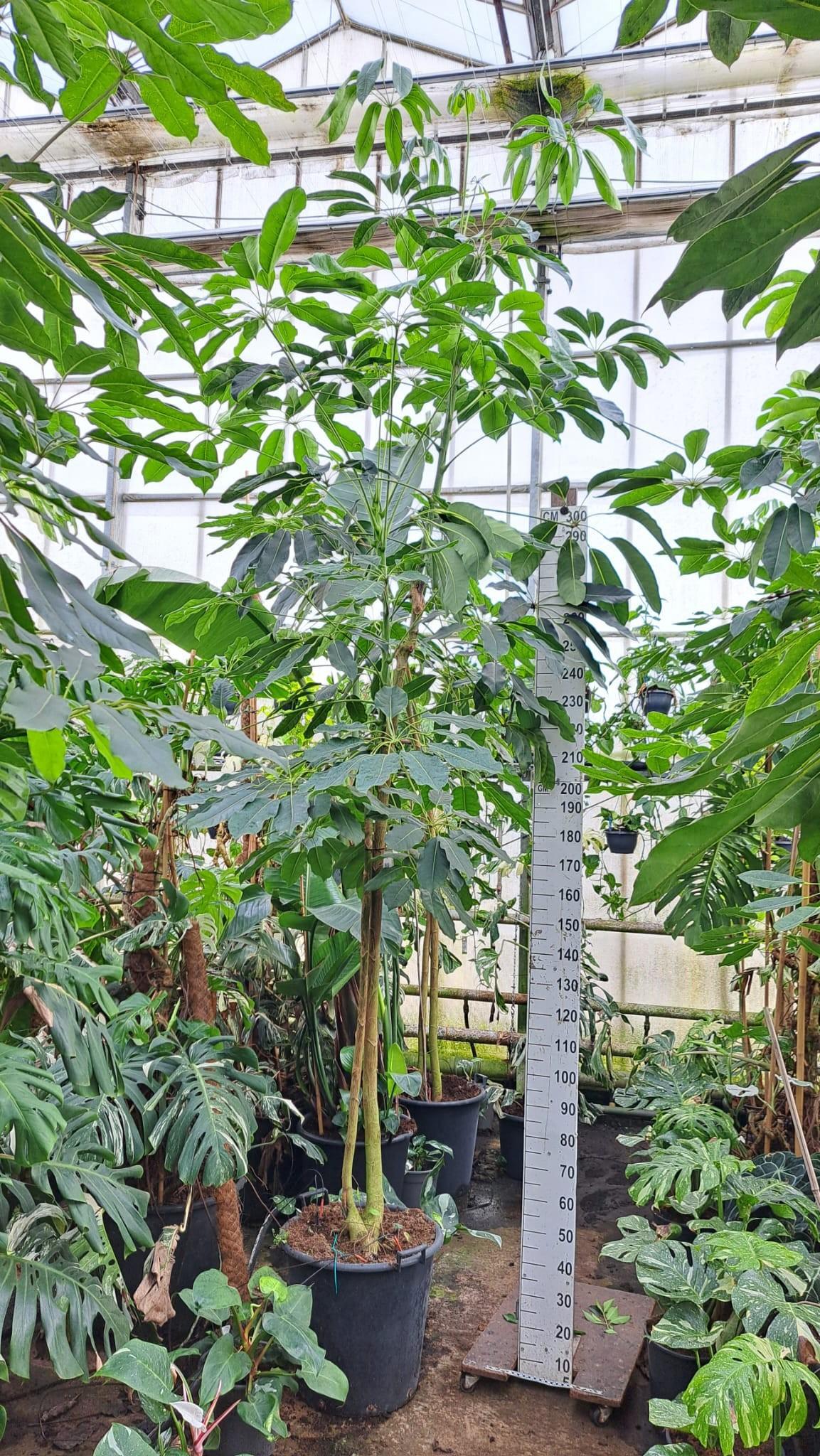 Горшечные цветы и растения оптом Schefflera Amate Multistam от 1шт из Голландии с доставкой по России