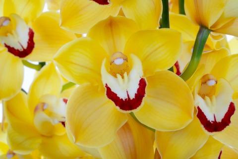 Срезанные цветы оптом Cymbidium yellow miss saigon от 10шт из Голландии с доставкой по России