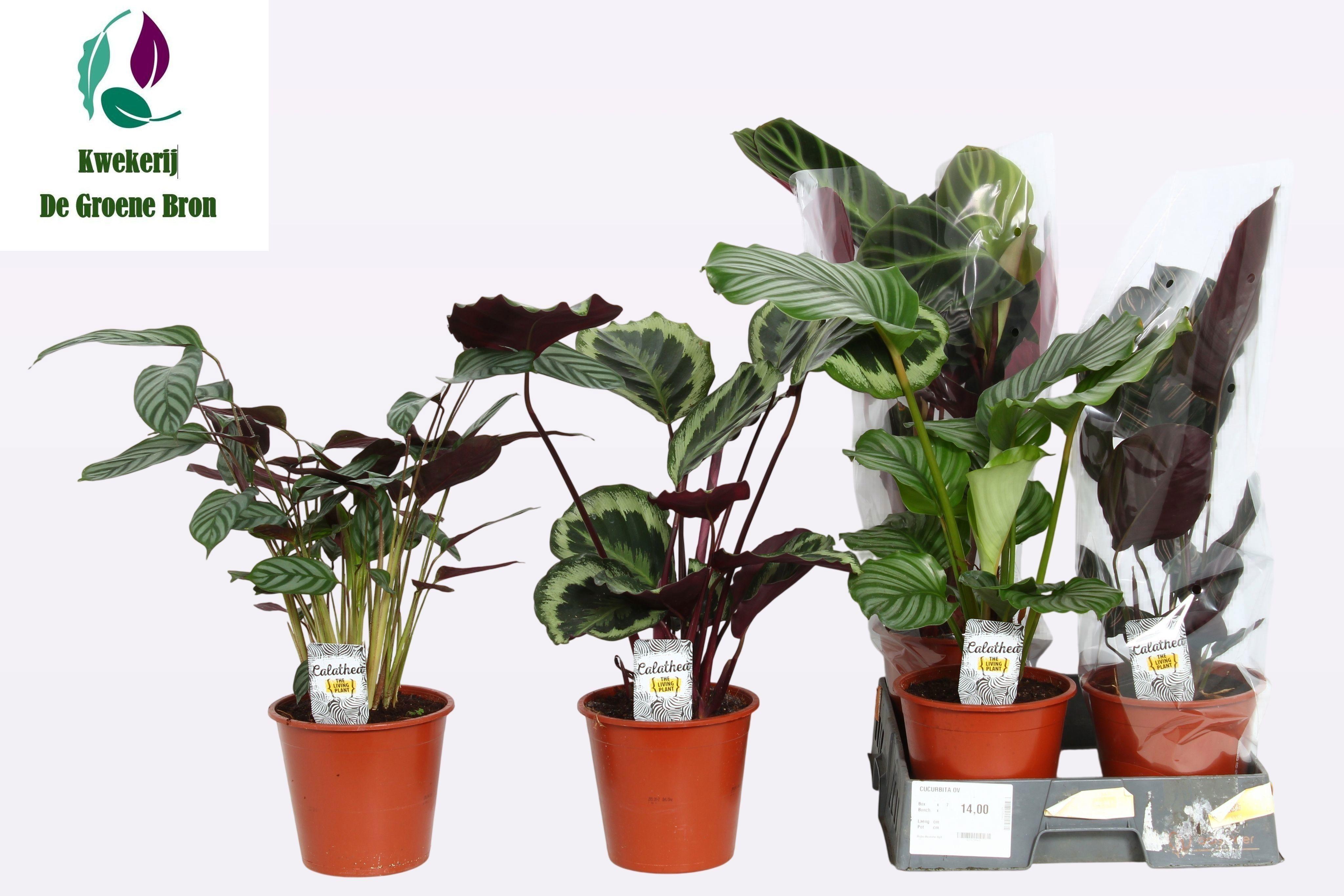 Горшечные цветы и растения оптом Calat Gem от 5шт из Голландии с доставкой по России