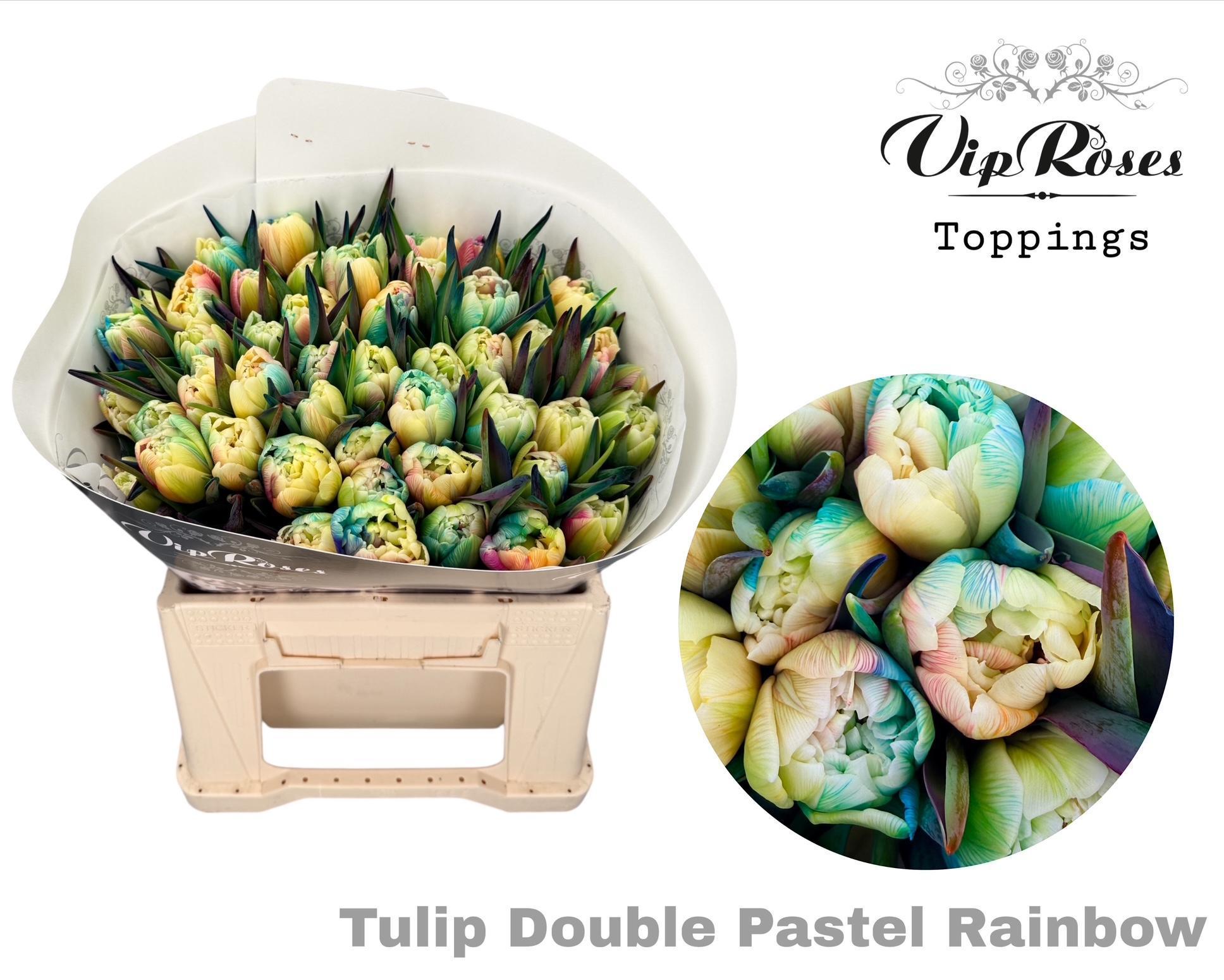 Срезанные цветы оптом Tulipa do paint pastel rainbow от 50шт из Голландии с доставкой по России