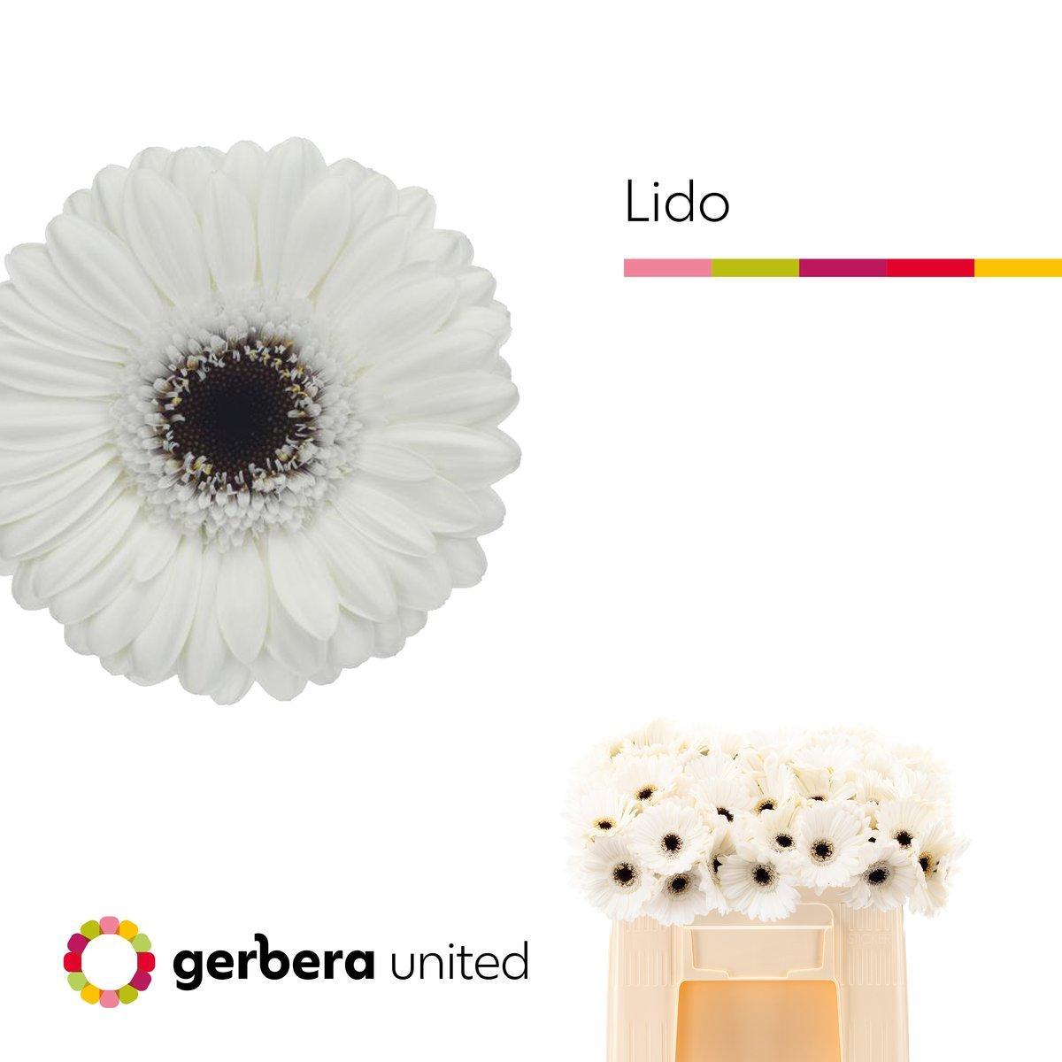 Срезанные цветы оптом Germini lido от 80шт из Голландии с доставкой по России