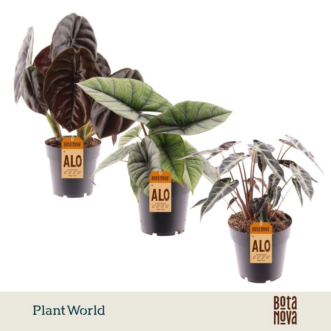 Горшечные цветы и растения оптом Alocasia 3-4 Srt Mix от 7шт (для телеги) из Голландии с доставкой по России