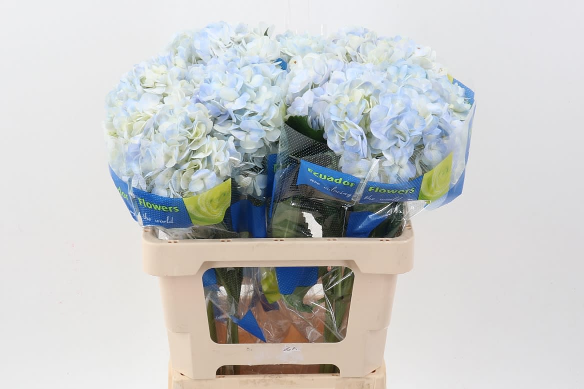 Срезанные цветы оптом Hydrangea vervain от 10шт из Голландии с доставкой по России