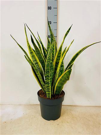 Горшечные цветы и растения оптом Sansev Laurentii от 1шт из Голландии с доставкой по России