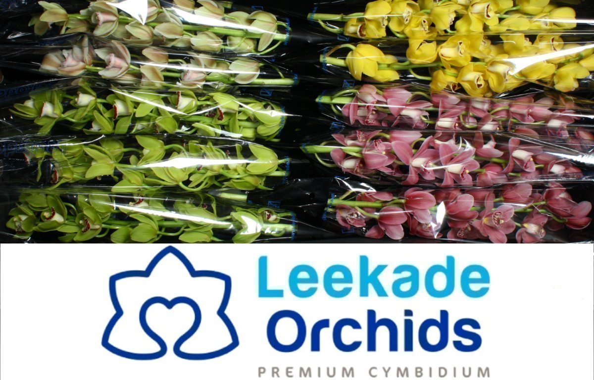 Срезанные цветы оптом Minicymbidium mix spring от 5шт. из Голландии с доставкой по России