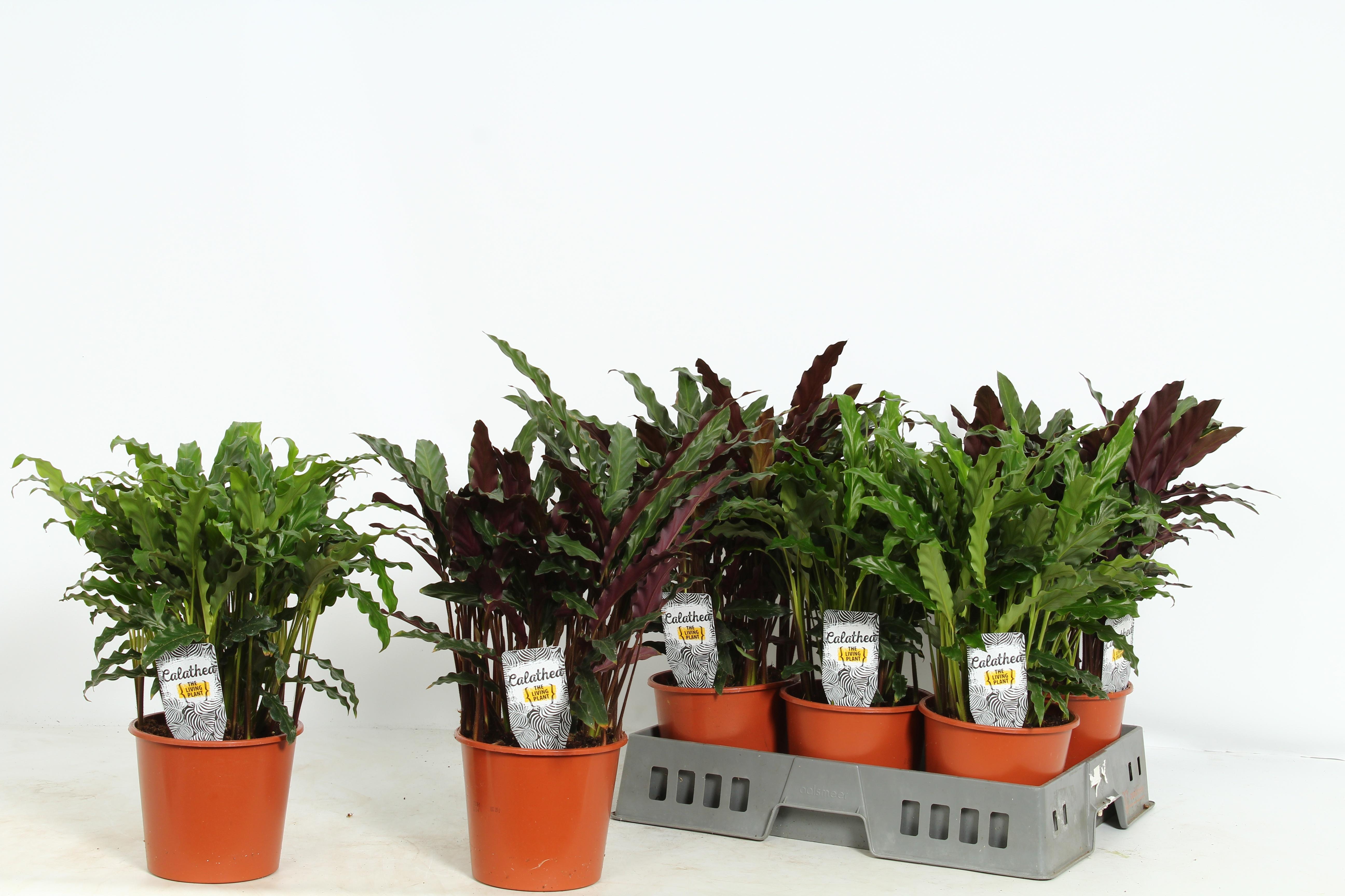 Горшечные цветы и растения оптом Calat Gem от 6шт из Голландии с доставкой по России