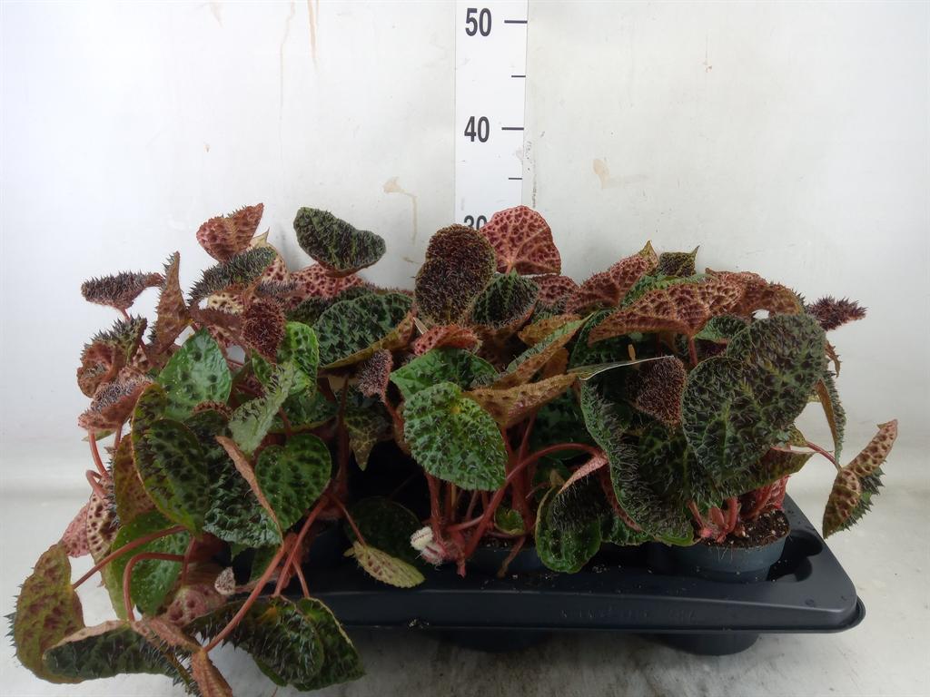 Горшечные цветы и растения оптом Begonia Bd Ferox от 6шт (для телеги) из Голландии с доставкой по России