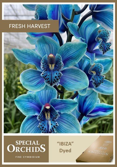 Срезанные цветы оптом Cymbidium paint ibiza от 9шт из Голландии с доставкой по России