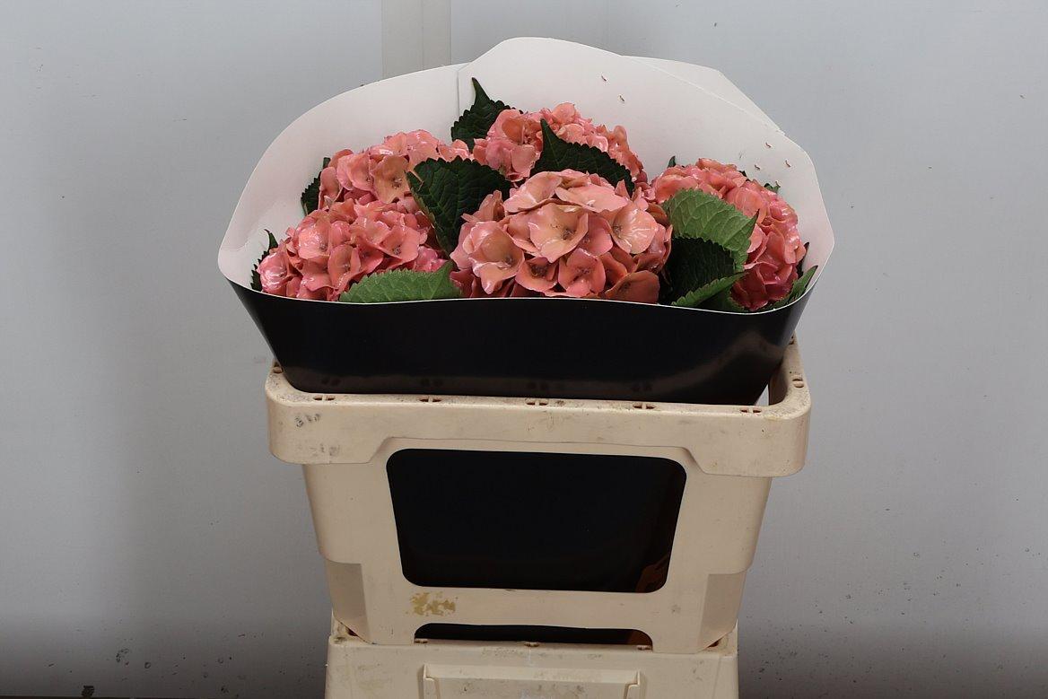 Срезанные цветы оптом Hydrangea wax versilia от 5шт из Голландии с доставкой по России