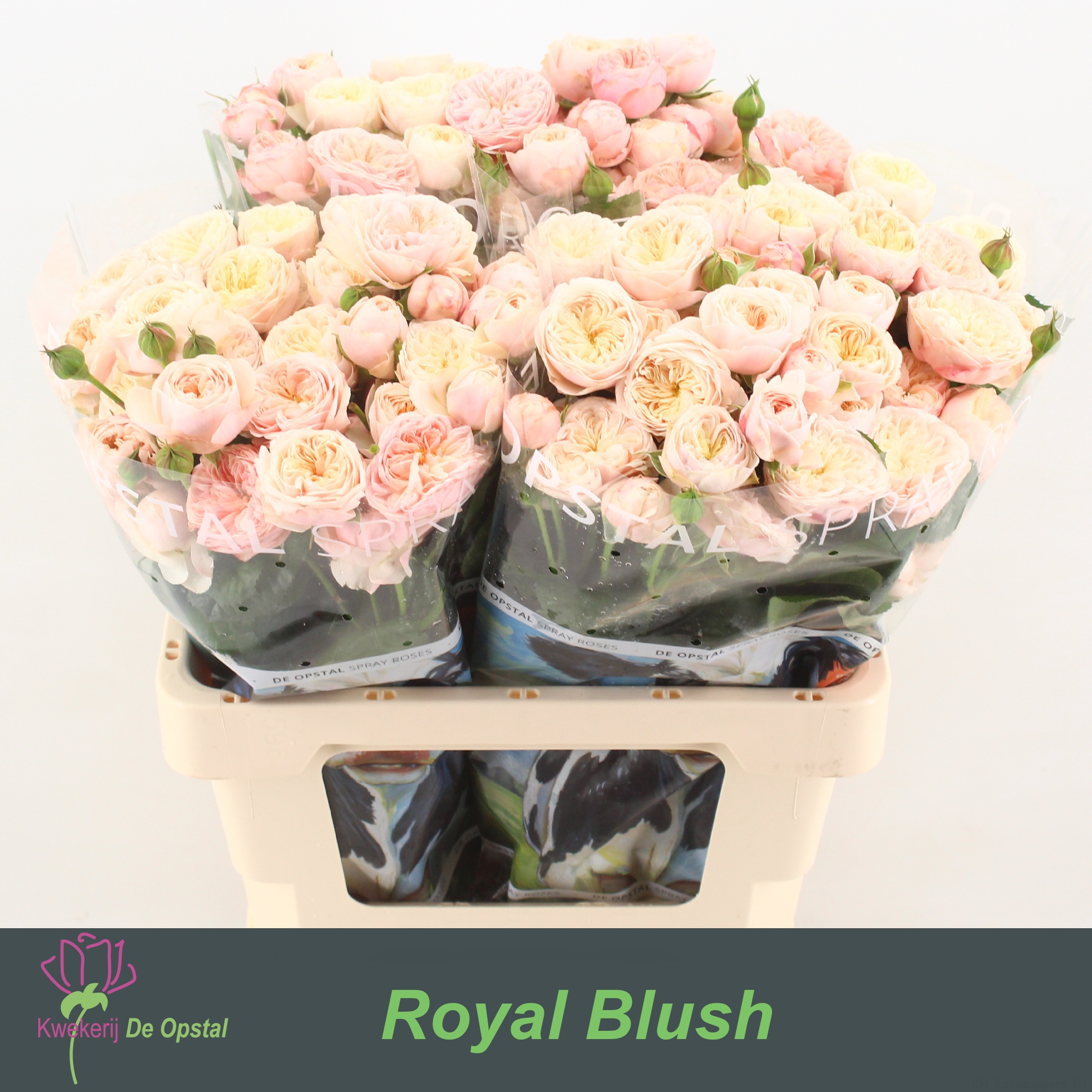 Срезанные цветы оптом Rosa spray royal blush от 30шт из Голландии с доставкой по России
