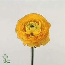 Срезанные цветы оптом Ranunculus elegance yellow от 100шт из Голландии с доставкой по России