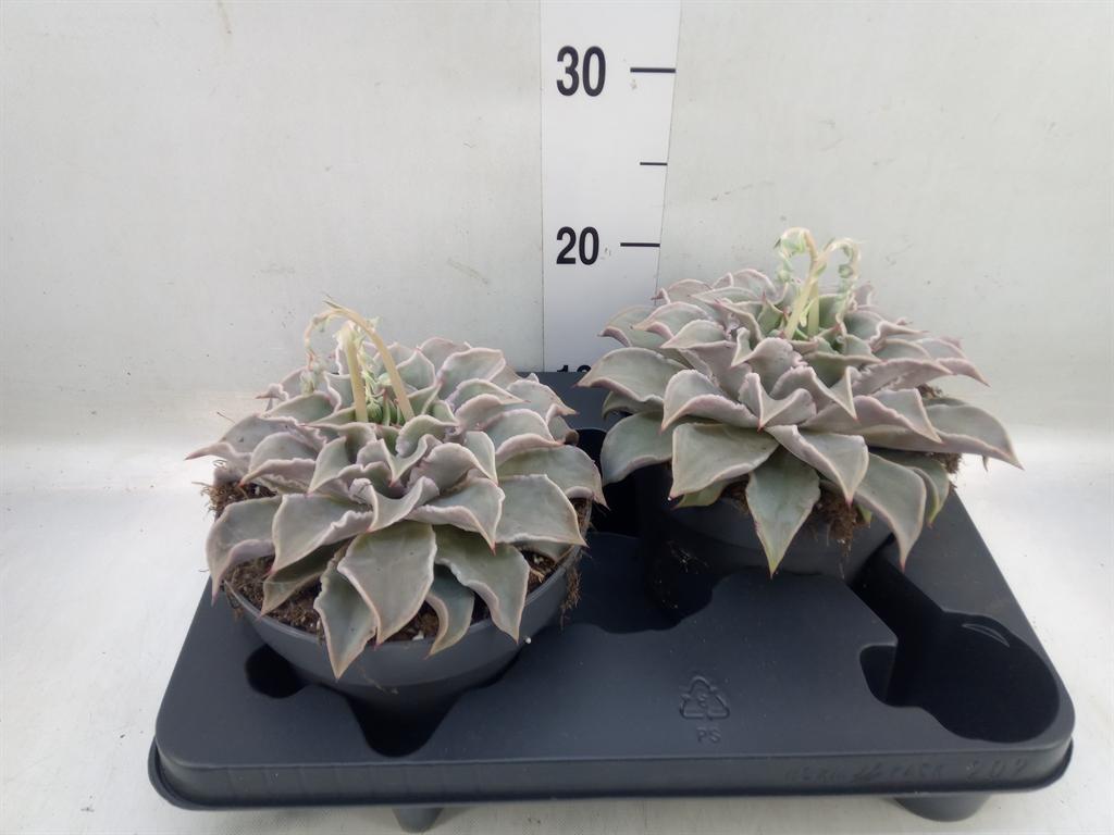 Горшечные цветы и растения оптом Echeveria   ... от 2шт из Голландии с доставкой по России