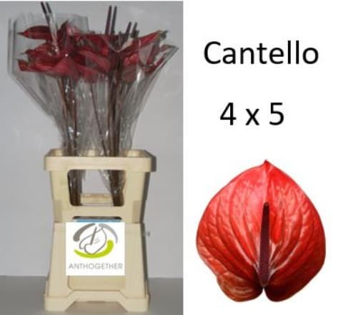 Срезанные цветы оптом Anthurium cantello от 20шт из Голландии с доставкой по России