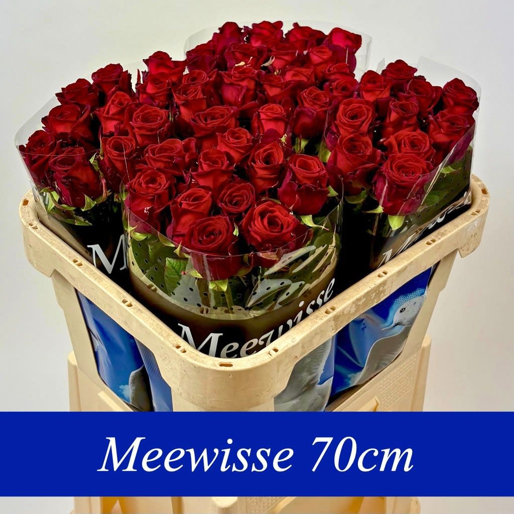 Срезанные цветы оптом Rosa large red naomi! от 50шт. из Голландии с доставкой по России