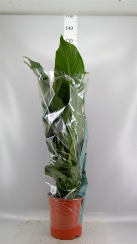 Горшечные цветы и растения оптом Spathiphyllum sweet Lauretta от 1шт из Голландии с доставкой по России