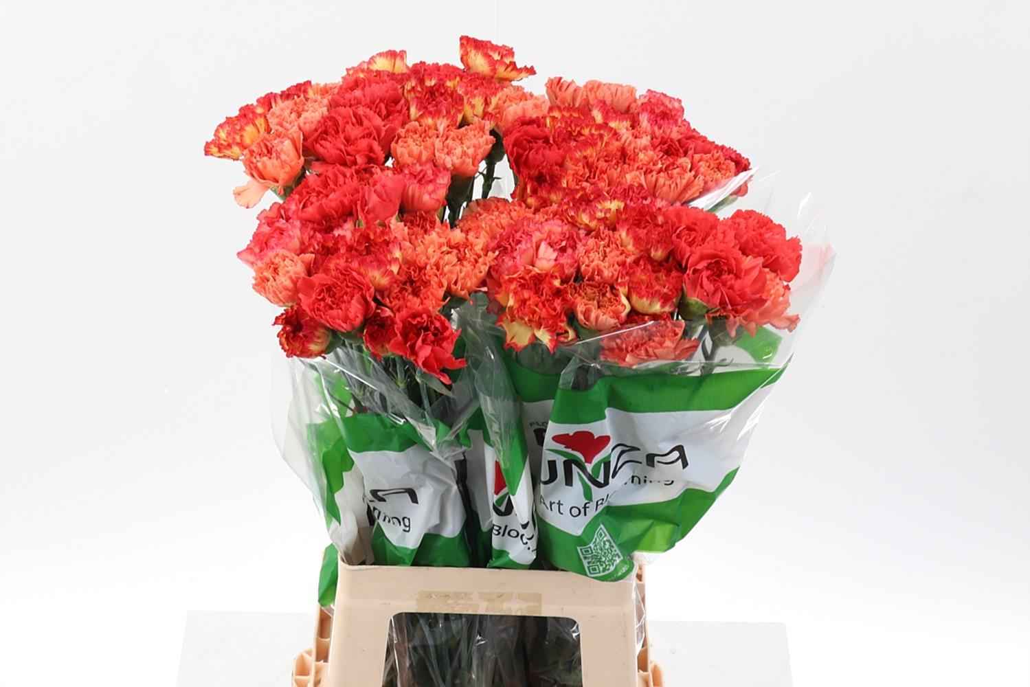 Срезанные цветы оптом Dianthus st mix rainbow orange от 80шт из Голландии с доставкой по России