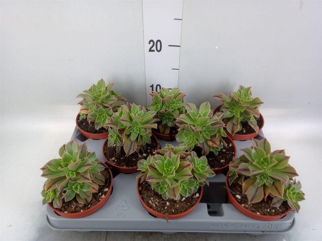 Горшечные цветы и растения оптом Aeonium   ... от 8шт из Голландии с доставкой по России