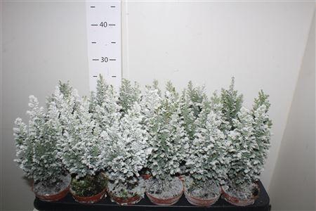 Горшечные цветы и растения оптом ** Cham L Ellwoodii Snow * Autumn Promo* от 18шт (для телеги) из Голландии с доставкой по России Горшечные цветы и растения оптом ** Cham L Ellwoodii Snow * Autumn Promo* от 18шт (для телеги) из Голландии с доставкой по России