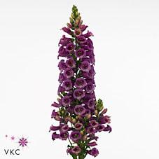 Срезанные цветы оптом Digitalis camelot pink от 20шт из Голландии с доставкой по России