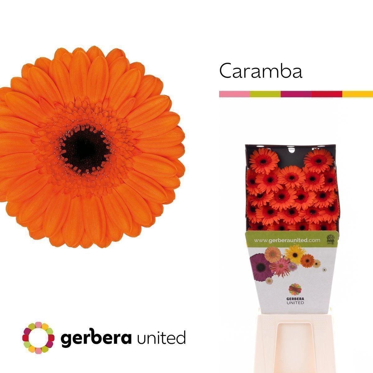 Срезанные цветы оптом Germini diamond caramba от 80шт. из Голландии с доставкой по России