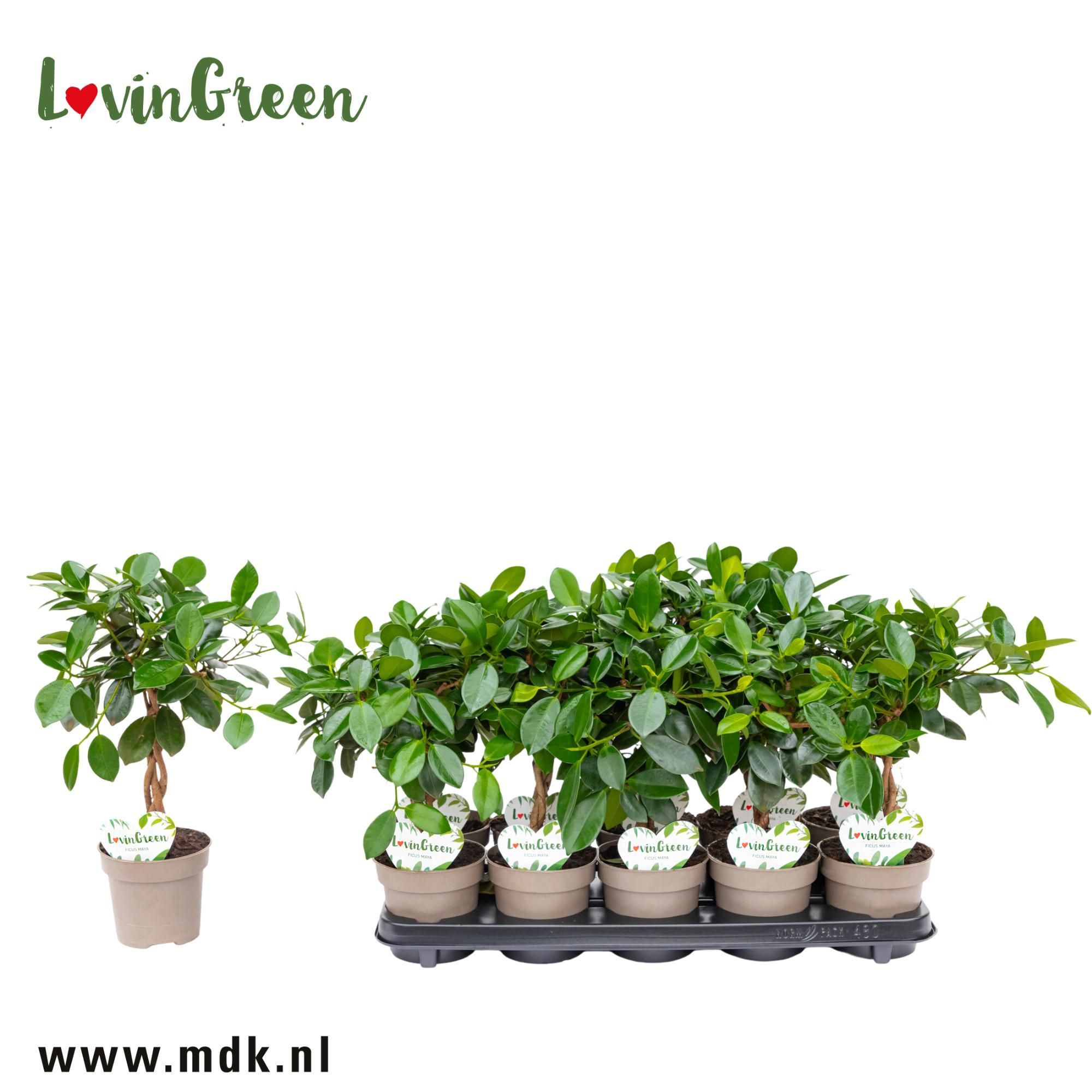 Горшечные цветы и растения оптом Ficus Maya On Stem от 10шт из Голландии с доставкой по России