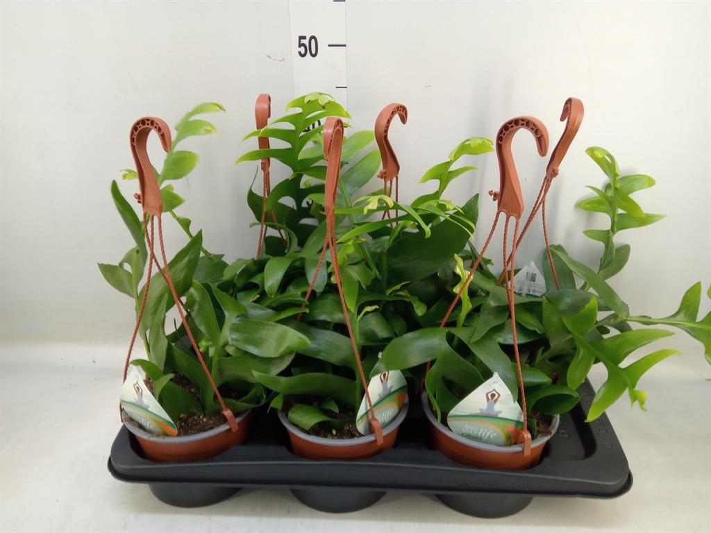 Горшечные цветы и растения оптом Epiphyllum   ... от 6шт из Голландии с доставкой по России