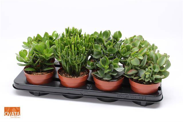 Горшечные цветы и растения оптом Crassula Mix от 8шт из Голландии с доставкой по России