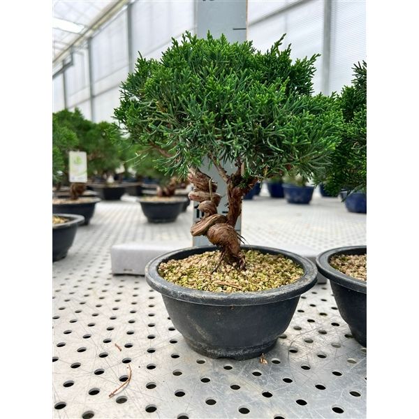 Горшечные цветы и растения оптом Bonsai Juniperus Chinensis, 15 Cm, Twisted Trunk, от 4шт из Голландии с доставкой по России