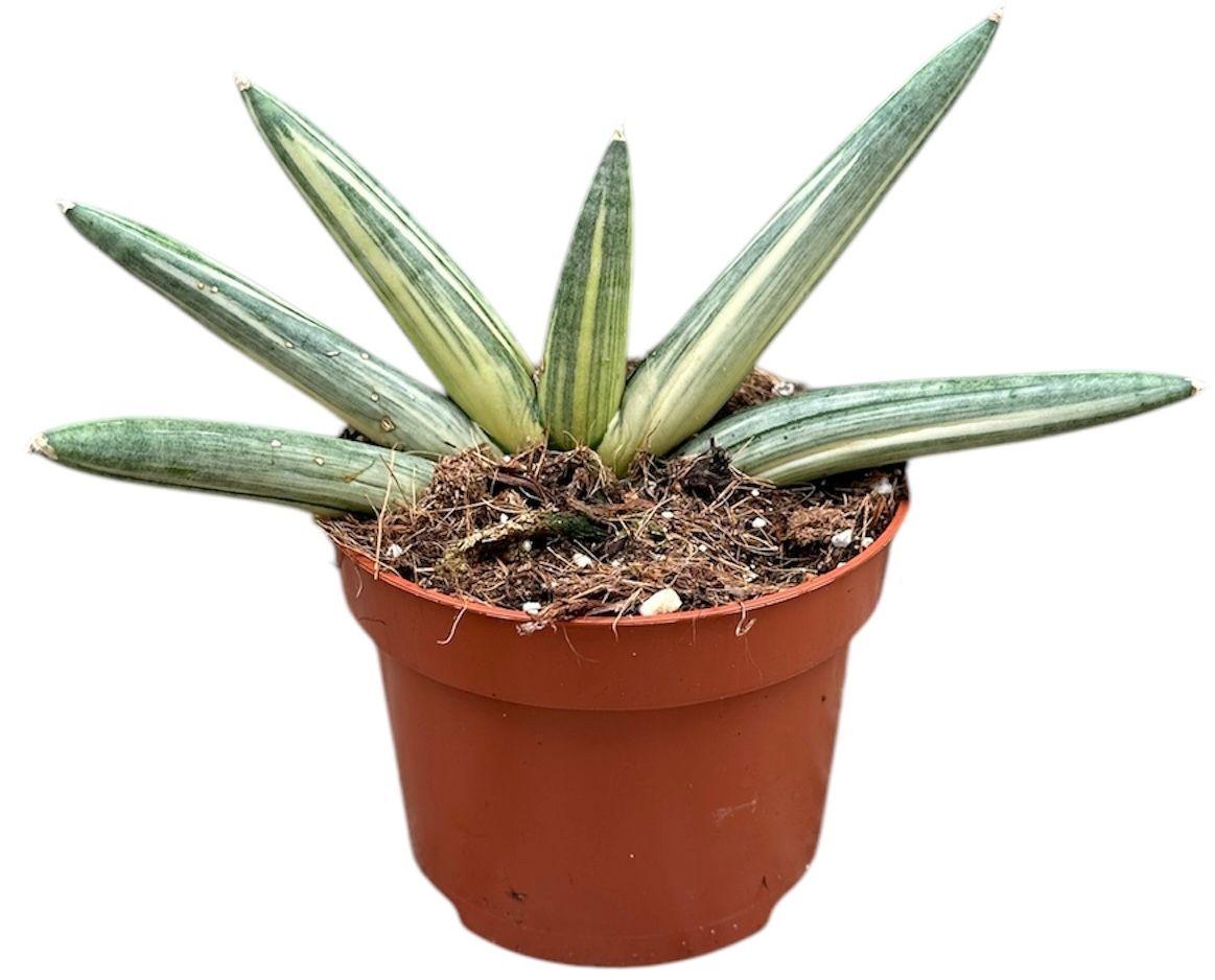 Горшечные цветы и растения оптом Sansevieria Boncel Variegata от 1шт из Голландии с доставкой по России