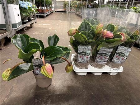 Горшечные цветы и растения оптом Medin Candy 3 Flower от 6шт из Голландии с доставкой по России