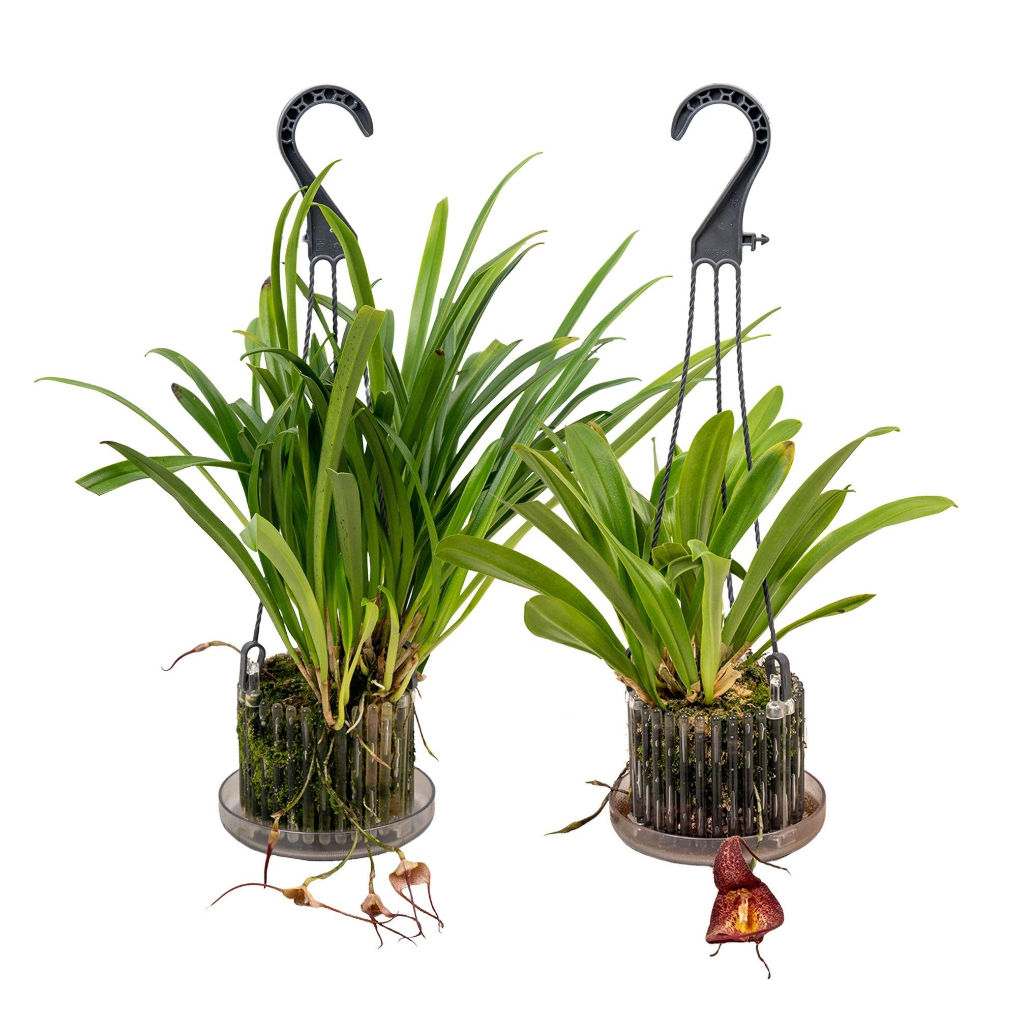 Горшечные цветы и растения оптом Monkey Orchids Hanging Pot от 2шт из Голландии с доставкой по России
