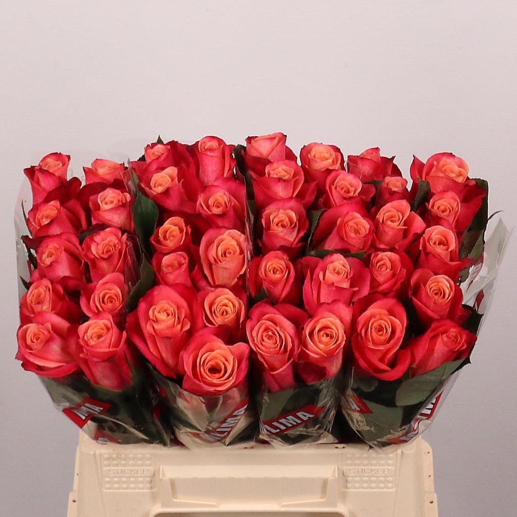 Срезанные цветы оптом Rosa large helene от 40шт. из Голландии с доставкой по России