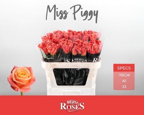 Срезанные цветы оптом Rosa large miss piggy от 80шт из Голландии с доставкой по России