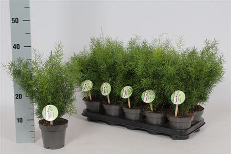 Горшечные цветы и растения оптом Asparagus Sprengeri от 10шт из Голландии с доставкой по России