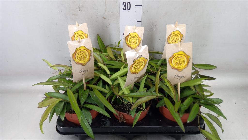 Горшечные цветы и растения оптом Hoya Wayetii от 6шт из Голландии с доставкой по России